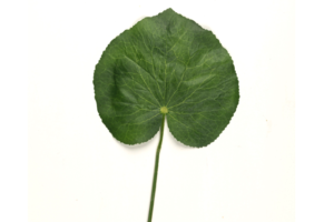 Photograph of Artificial Greenery &#8211; Galax Leaf &#8211; 51cmL